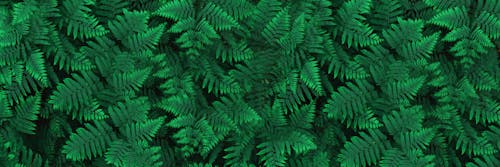 Free stock photo of beauty of nature, fern, fern leaf Stock Photo