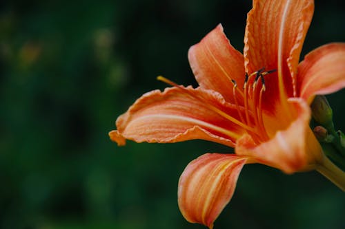 オレンジ色の花, マクロ撮影, ゆりの無料の写真素材
