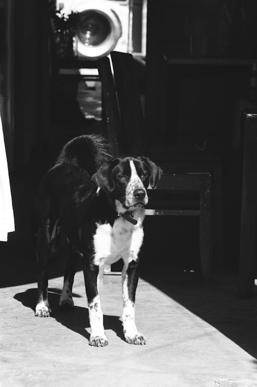 Black and White Short Coat Dog
