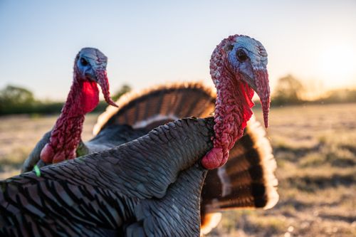 Free Side view flock of Bronze domestic turkey with red snood and caruncles standing on grassy field in countryside at sunset Stock Photo