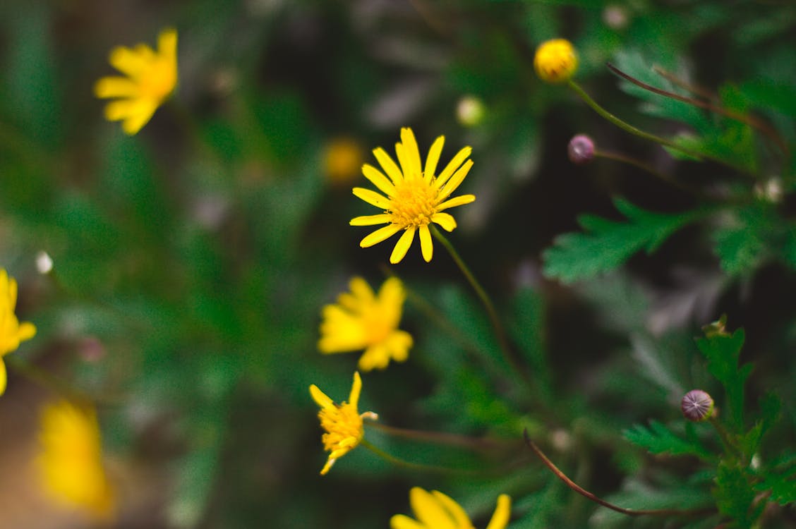 Безкоштовне стокове фото на тему «дика квітка, жовті квіти, зростання»