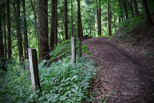 Imagine de stoc gratuită din arbori, cale, codru