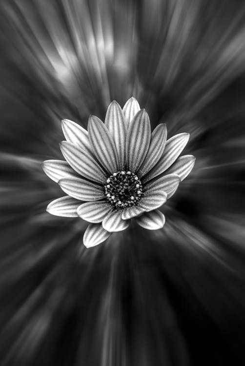 Gratis Fotografi Grayscale Dari Petaled Flower Foto Stok