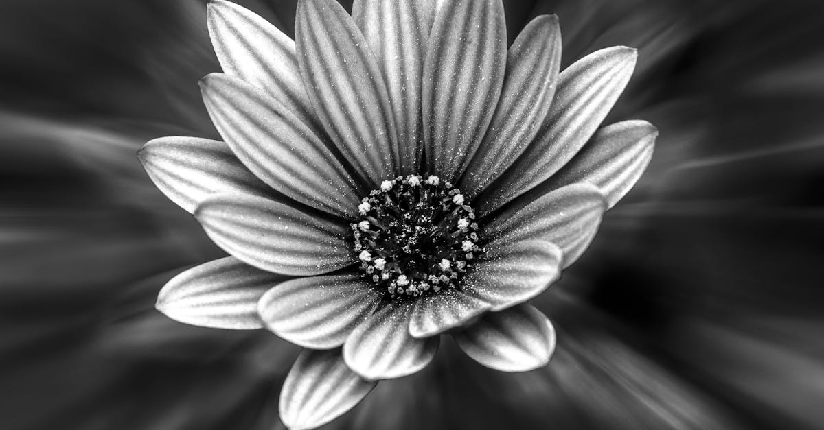 Free stock photo of black-and-white, blossom, flower