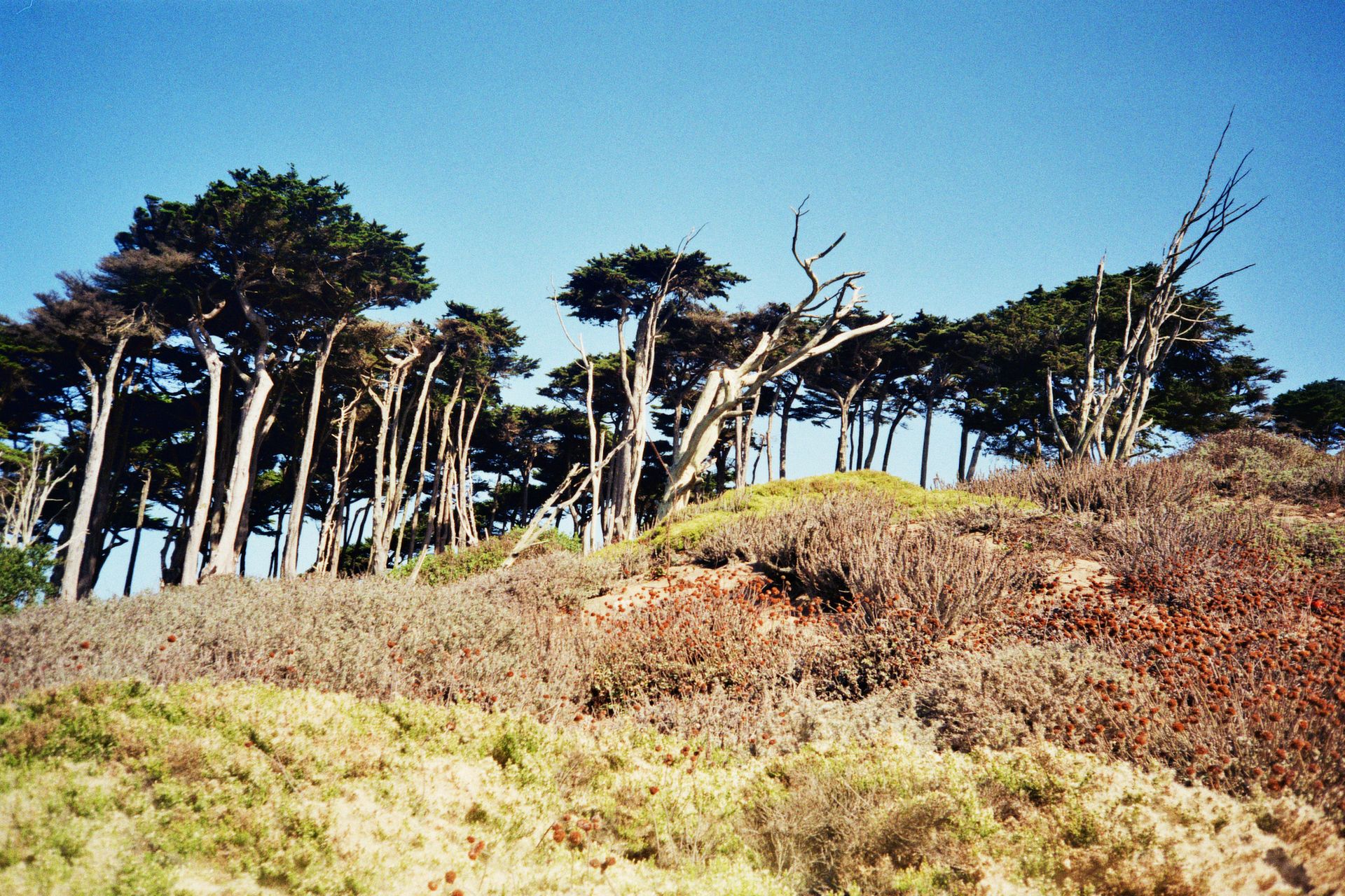 Vibrant landscape featuring Cypress trees and lush grass in San Francisco.