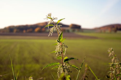 Gratis lagerfoto af bane, blomst, brændenælde