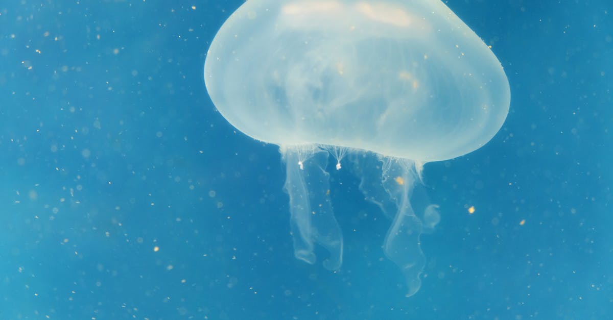 Free stock photo of jellyfish, ocean, sea