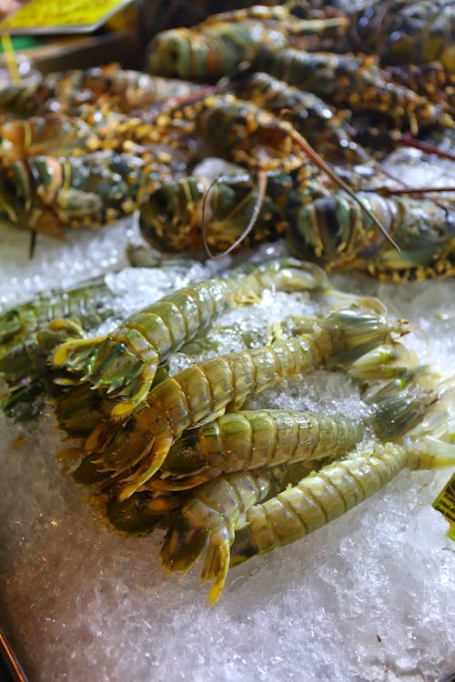 Free Fresh seafood on crushed ice in market Stock Photo