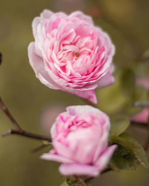 Free Beautiful pink roses captured in natural sunlight with a soft focus effect. Stock Photo