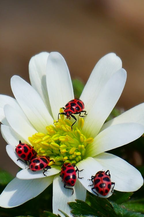 From above of small bugs crawling on white petals of blossoming flower in garden