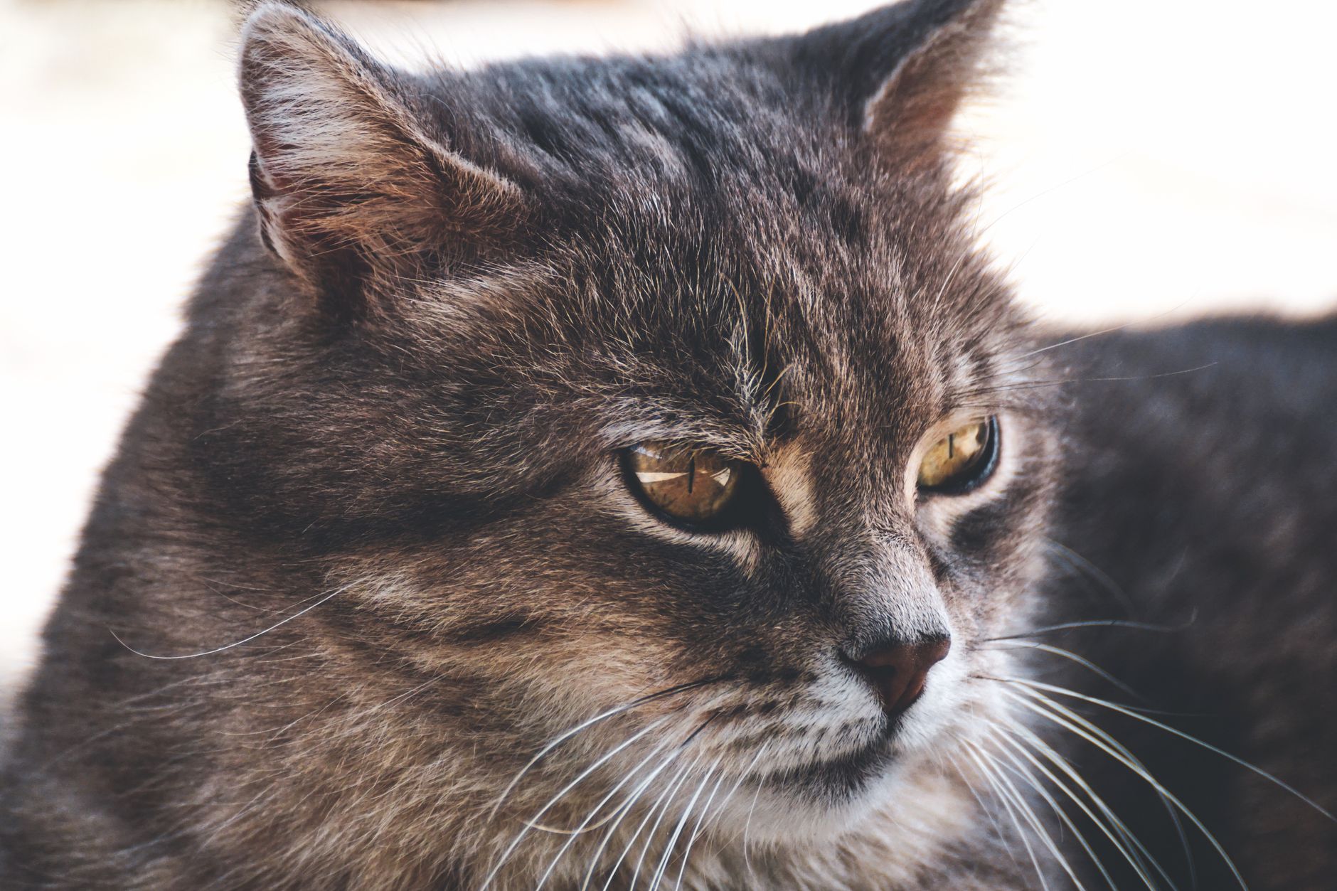 Veterinary care for a cat