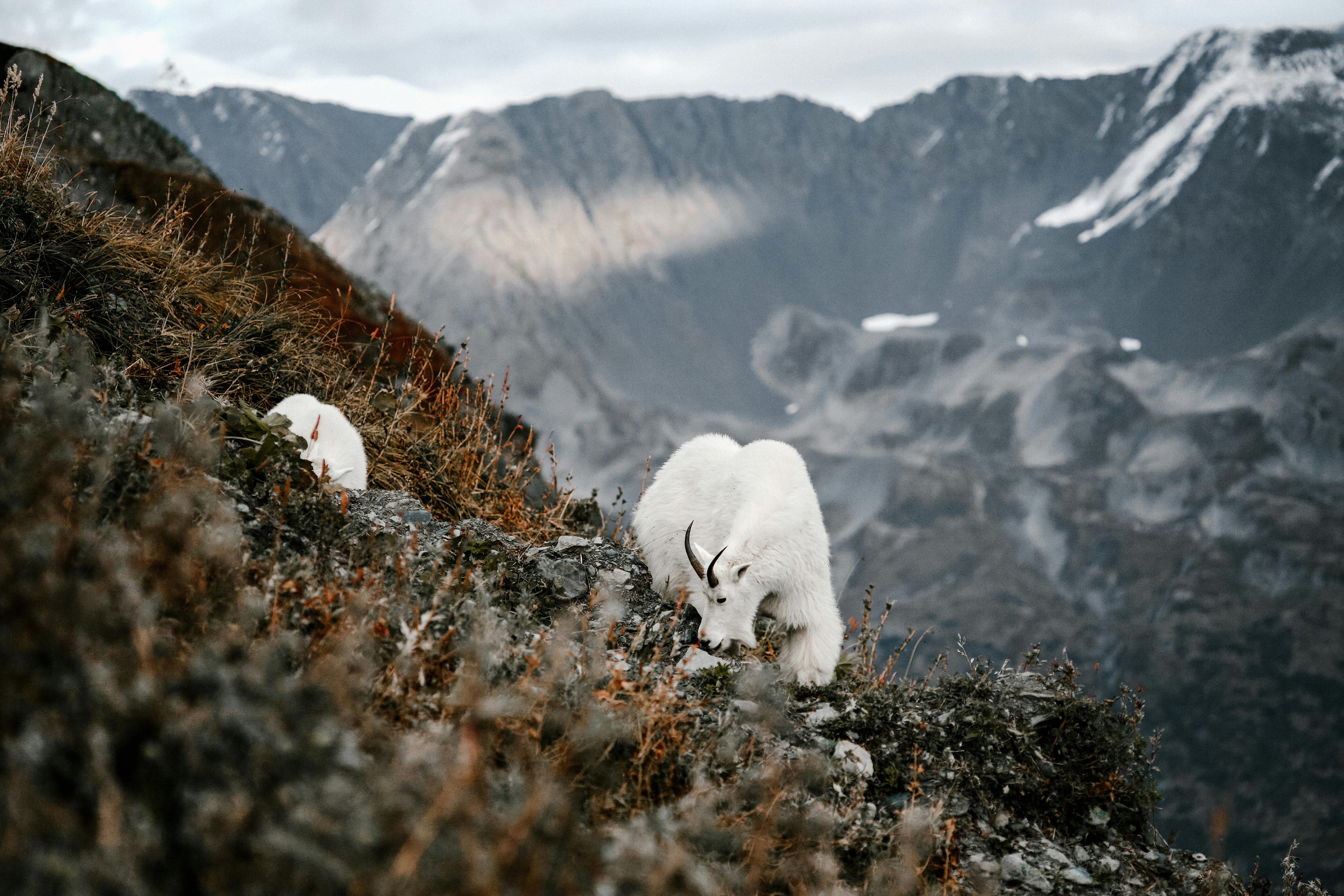 grátis Foto profissional grátis de acidentado, Alasca, alpino Foto profissional