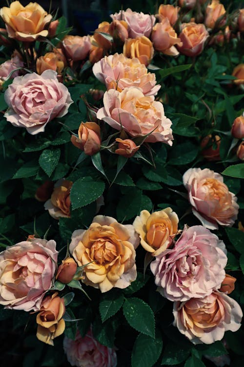 垂直拍攝, 橙花, 玫瑰 的 免費圖庫相片