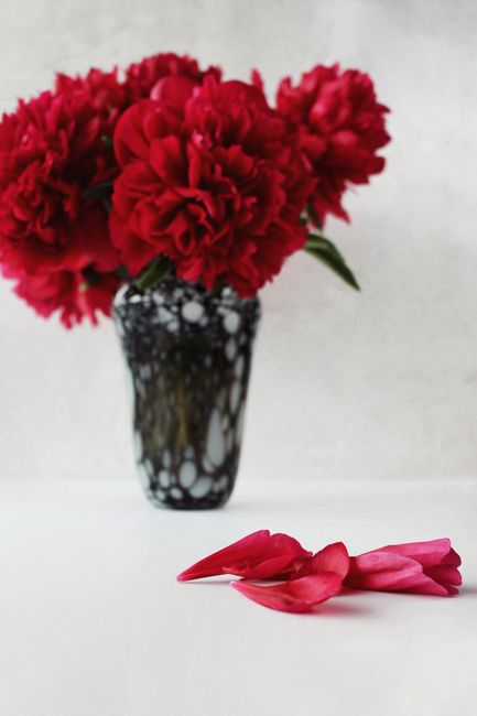 Bright red peonies in a stylish glass vase on a white surface, creating a striking contrast.