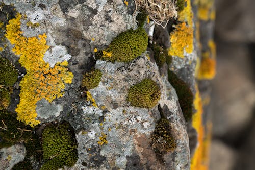 Close-up of Moss and Fungus on a Rock