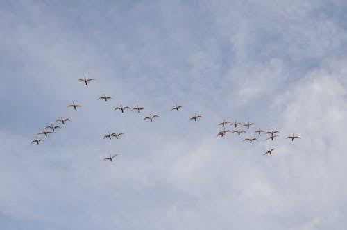 Základová fotografie zdarma na téma hejno, létání, mraky