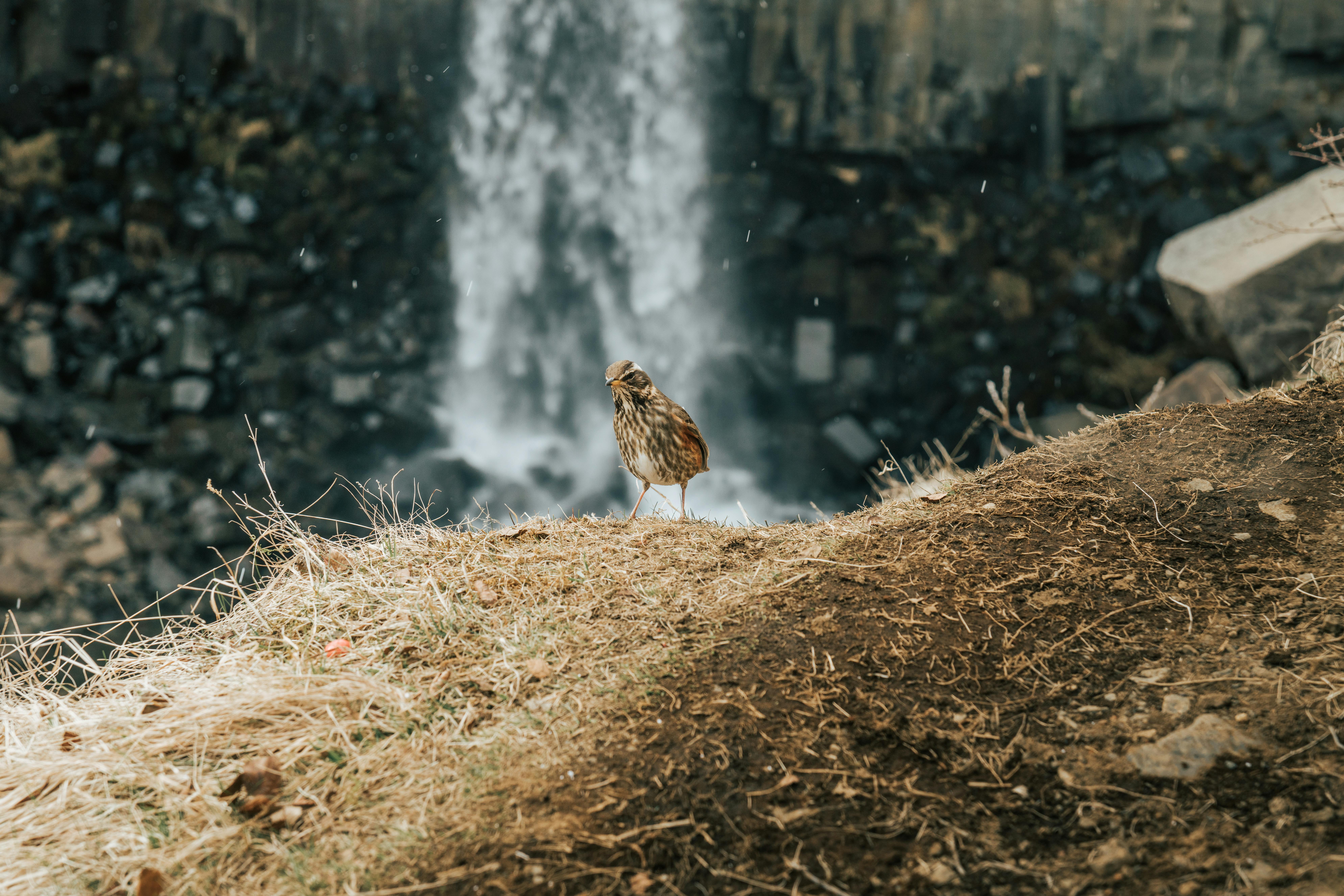 一只鸟站在悬崖边，背景是瀑布，展现了大自然的美丽