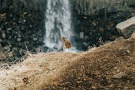 一只鸟站在悬崖边，背景是瀑布，展现了大自然的美丽