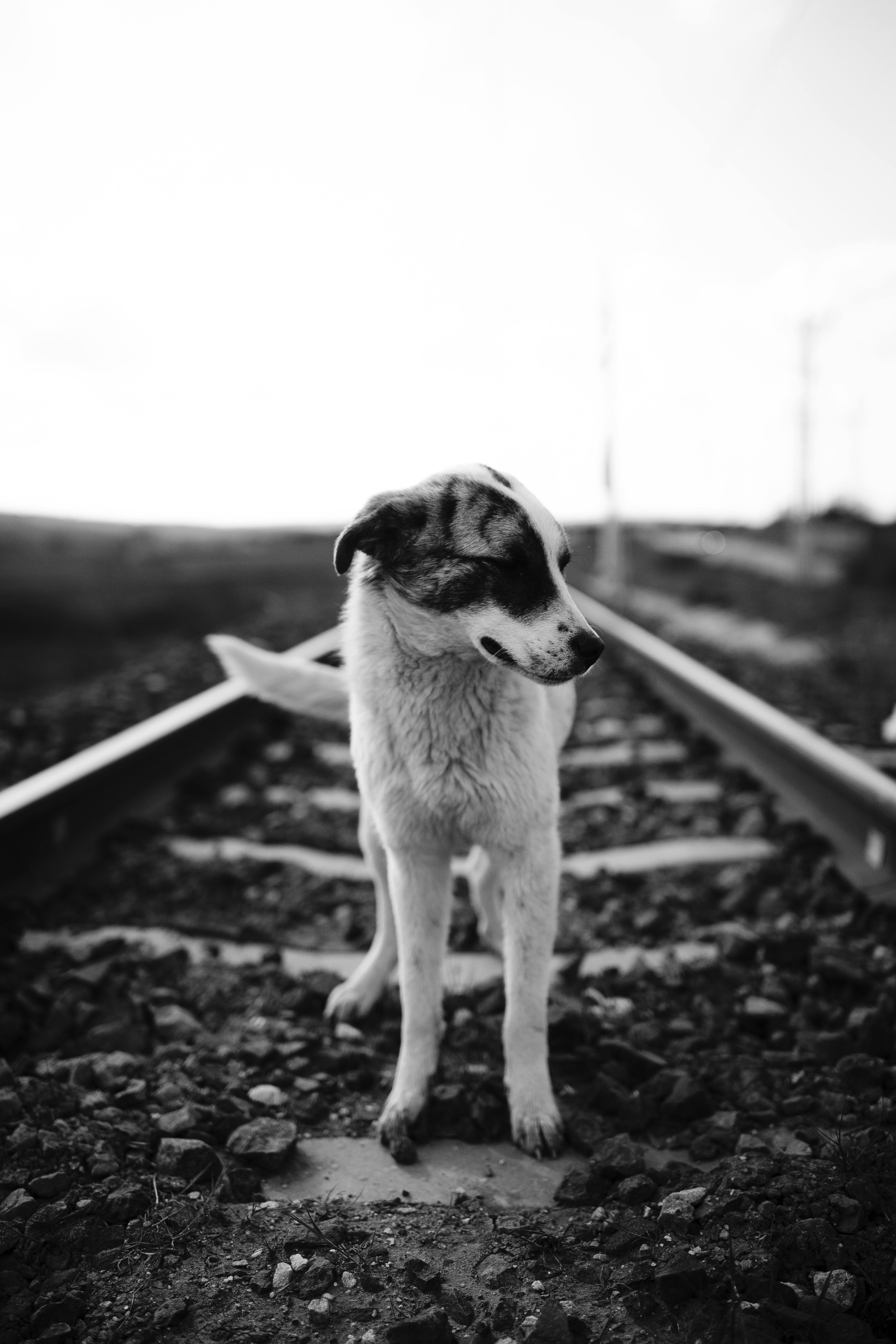 一张黑白照片上，一只流浪狗站在铁轨上
