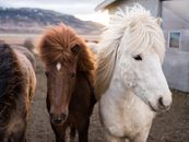 Brown and White Horses on Brown Field