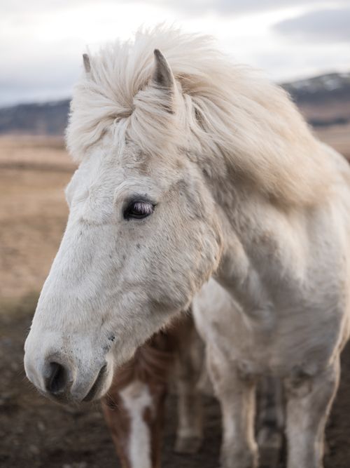 Free Close-up of a majestic white horse in a serene outdoor setting with soft lighting. Stock Photo