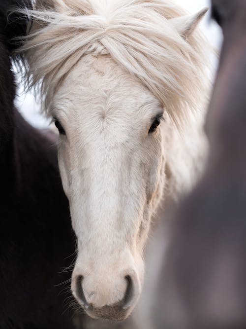 Ingyenes stockfotó állat, fehér ló, függőleges lövés témában Stockfotó