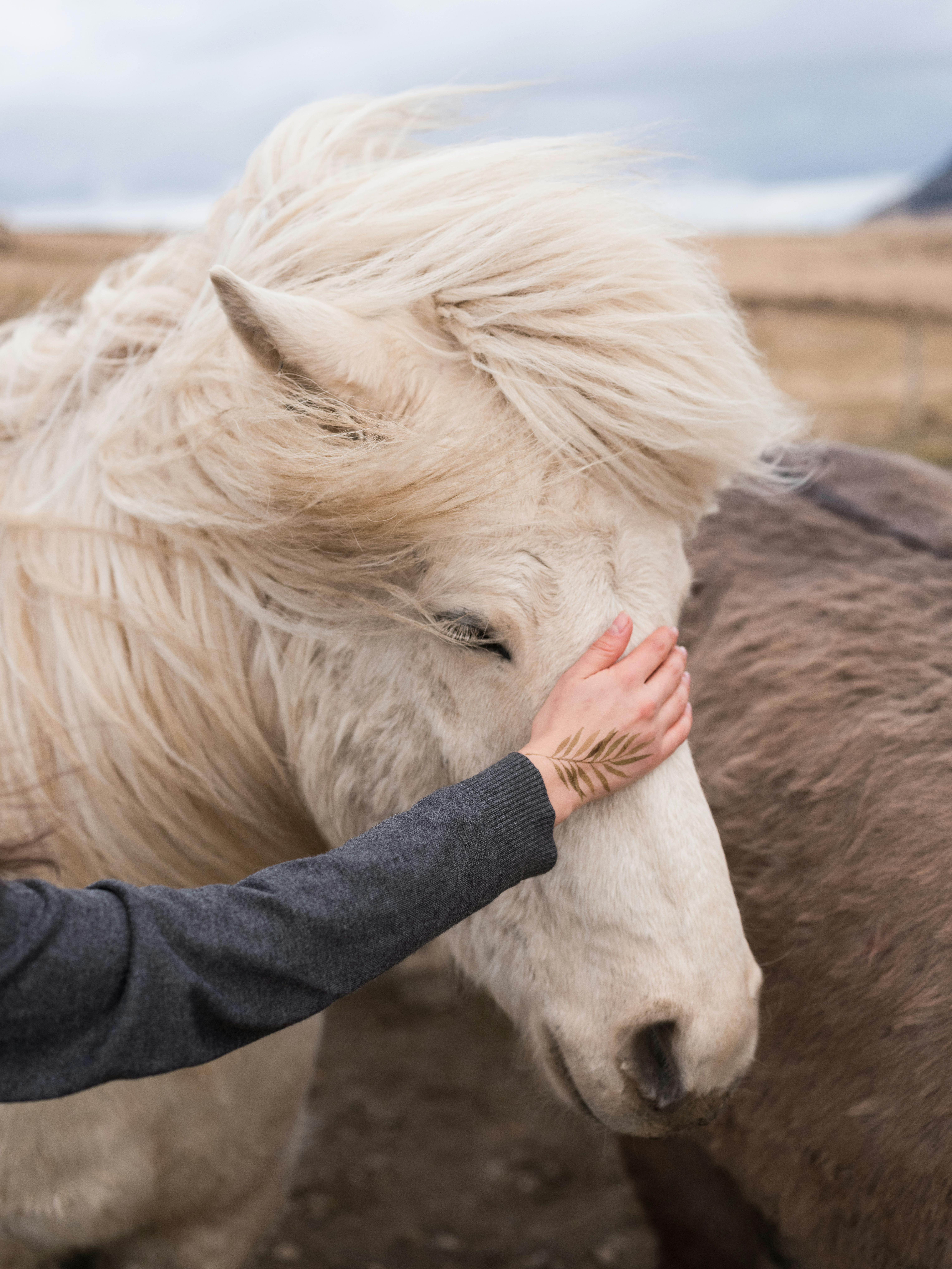 Hand Touching White Horse Head · Free Stock Photo