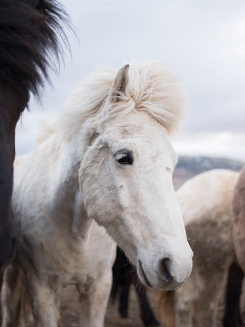 Free Close-up of a white horse with a fluffy mane, standing outdoors with a natural backdrop. Stock Photo
