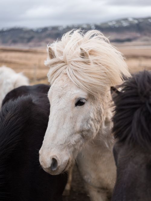 Free Captivating close-up of Icelandic horses with a scenic mountainous backdrop, showcasing nature's beauty. Stock Photo
