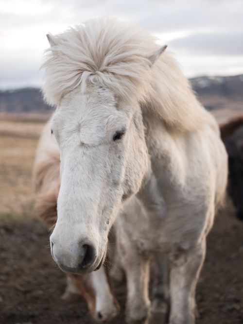 Free Close-up of a majestic white horse in an outdoor landscape setting. Stock Photo