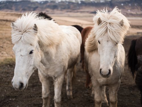 Free Close-up of two white horses in a natural outdoor setting, capturing their beauty and grace. Stock Photo