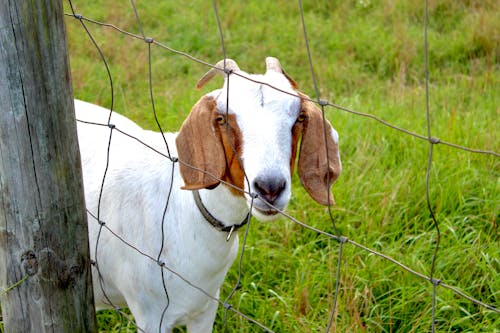 Free stock photo of domestic goat, farm, goats
