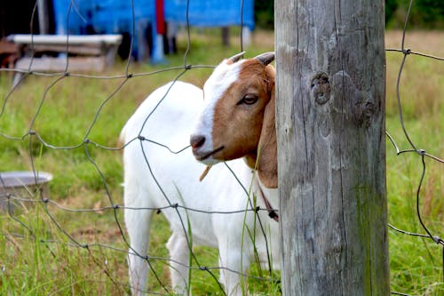 Gratis stockfoto met boerderij, geit, huisdieren geit