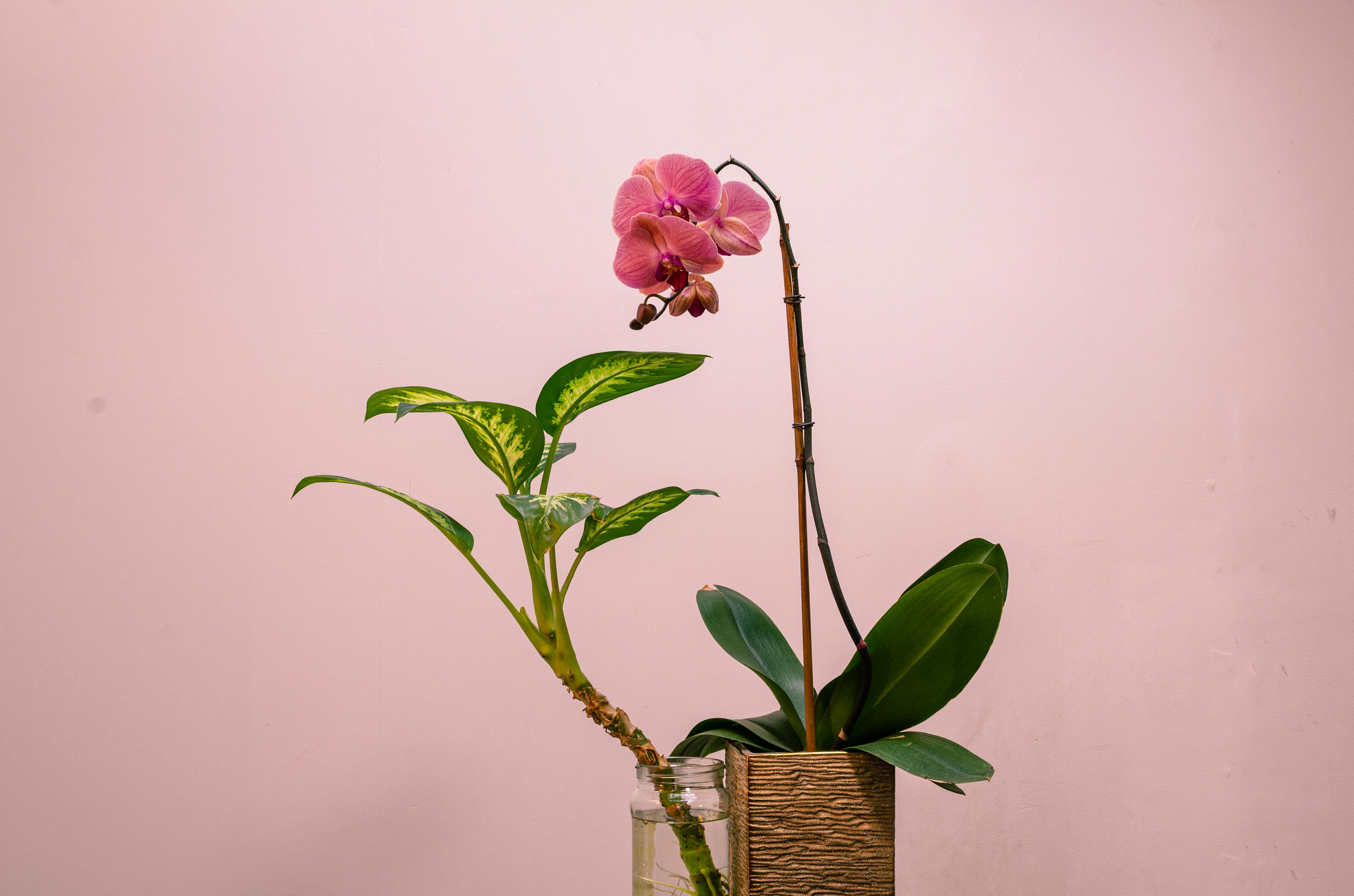Photo of an Orchid · Free Stock Photo