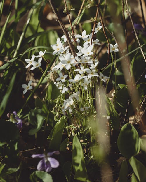 Foto profissional grátis de broto, flora, flores brancas