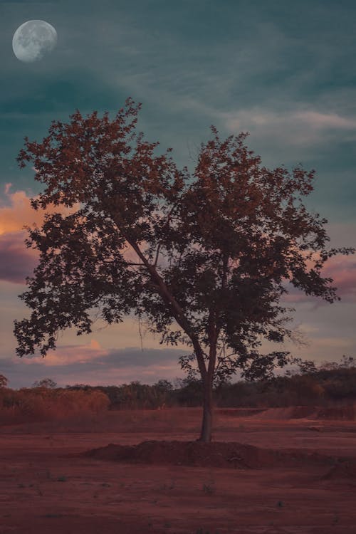 Evening sky over desert valley with growing tree