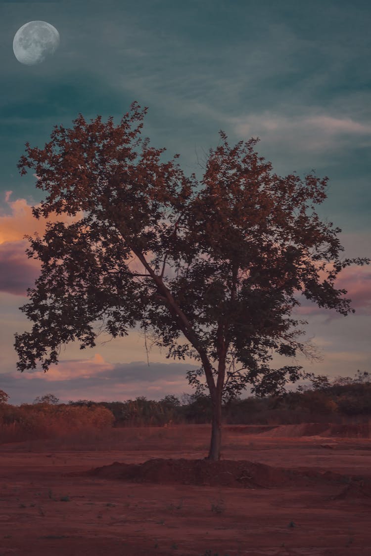 Evening Sky Over Desert Valley With Growing Tree