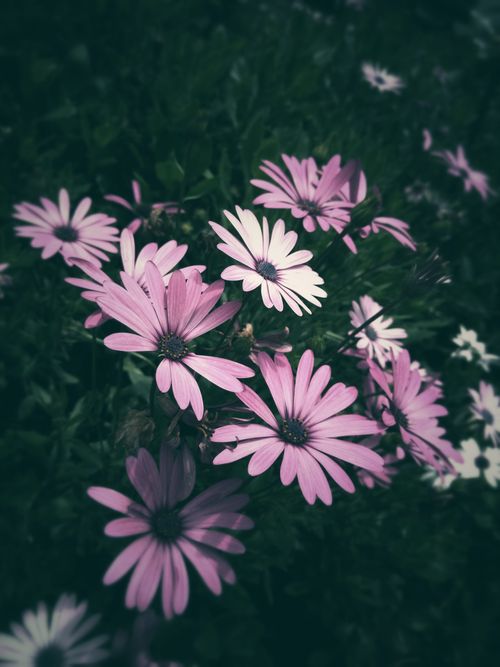 Free Close-up of purple daisies blooming in a lush garden setting, showcasing vibrant petals and natural beauty. Stock Photo
