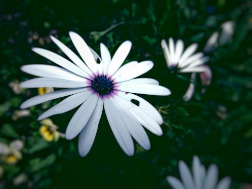 Free White Flowers Stock Photo