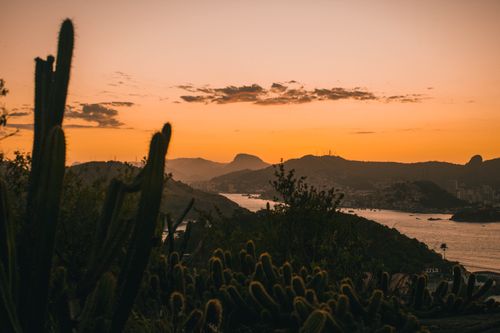 Free Spectacular landscape of exotic cactus plants growing on hill surrounding picturesque sea against sunset sky Stock Photo