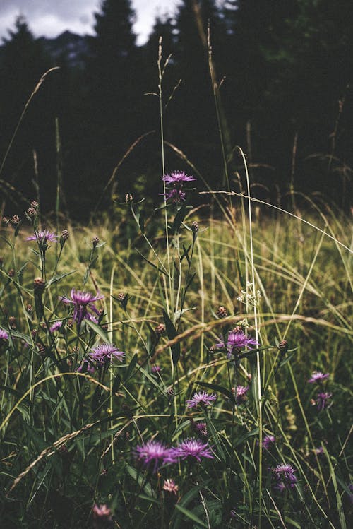 Free stock photo of flower meadow, flowers, forest cover