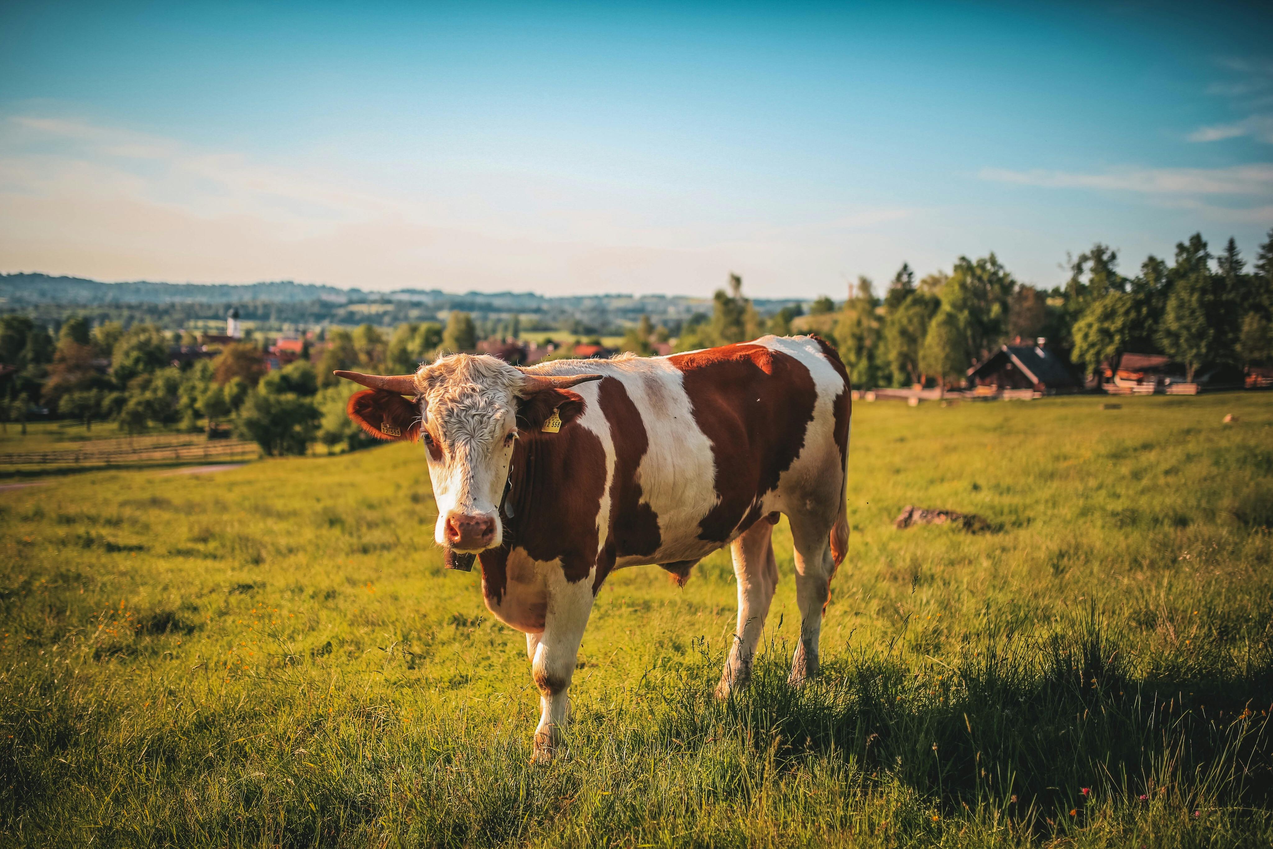 51 Best Cow wallpaper ideas  cow cow wallpaper cow art