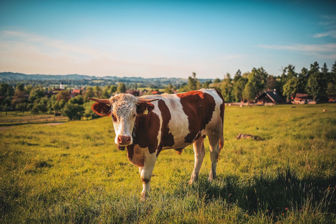 Free Brown and White Cow Stock Photo