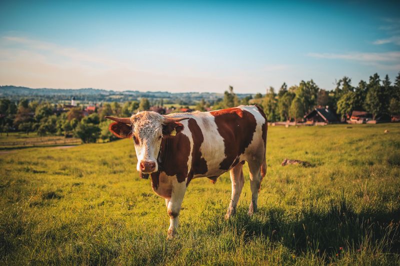 Dairy farm cattle grazing