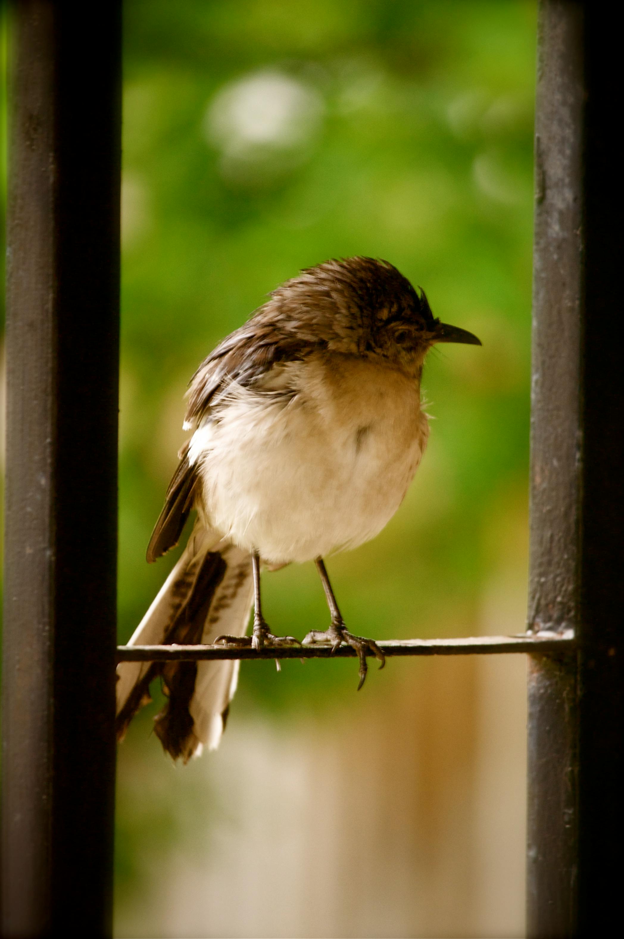 Free stock photo of bird, birding, mockingbird