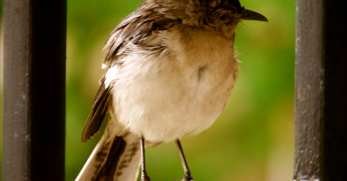 Free stock photo of bird, birding, mockingbird