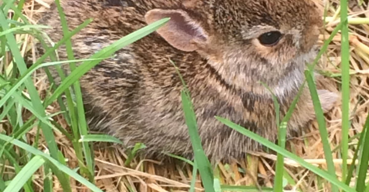Free stock photo of bunny rabbit baby nature, ontario