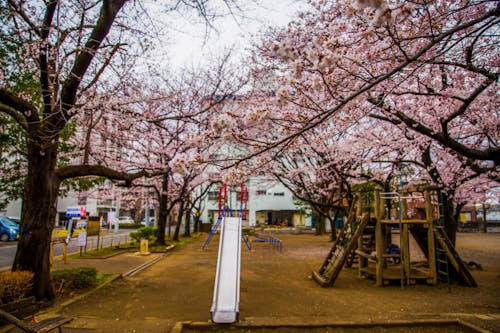 Základová fotografie zdarma na téma 桜 の 花