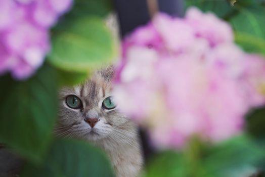 Cute fluffy purebred kitten with green eyes looking at camera through delicate flowers in garden
