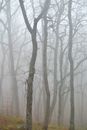 Bare Trees Covered With Fog